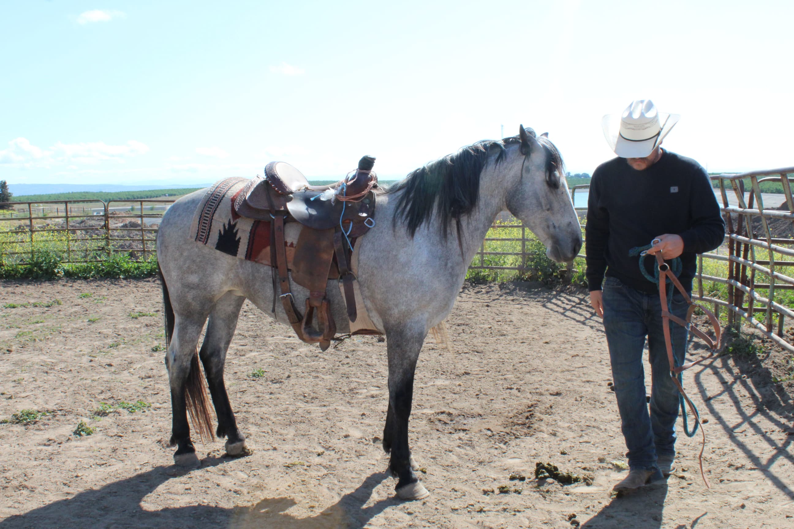 From anxious project horse to steady ranch partner