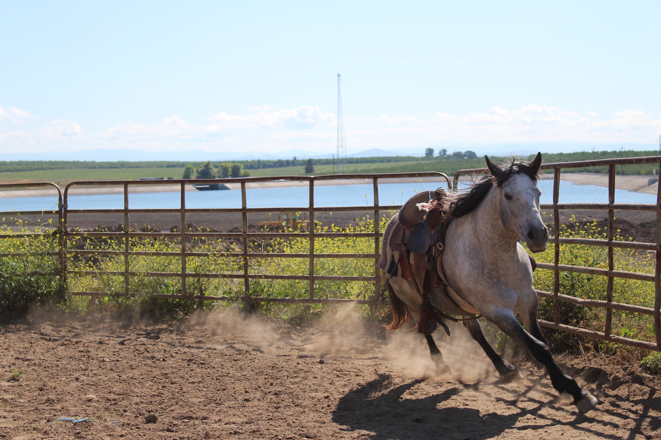 Sterling, Gray Mustang Cross