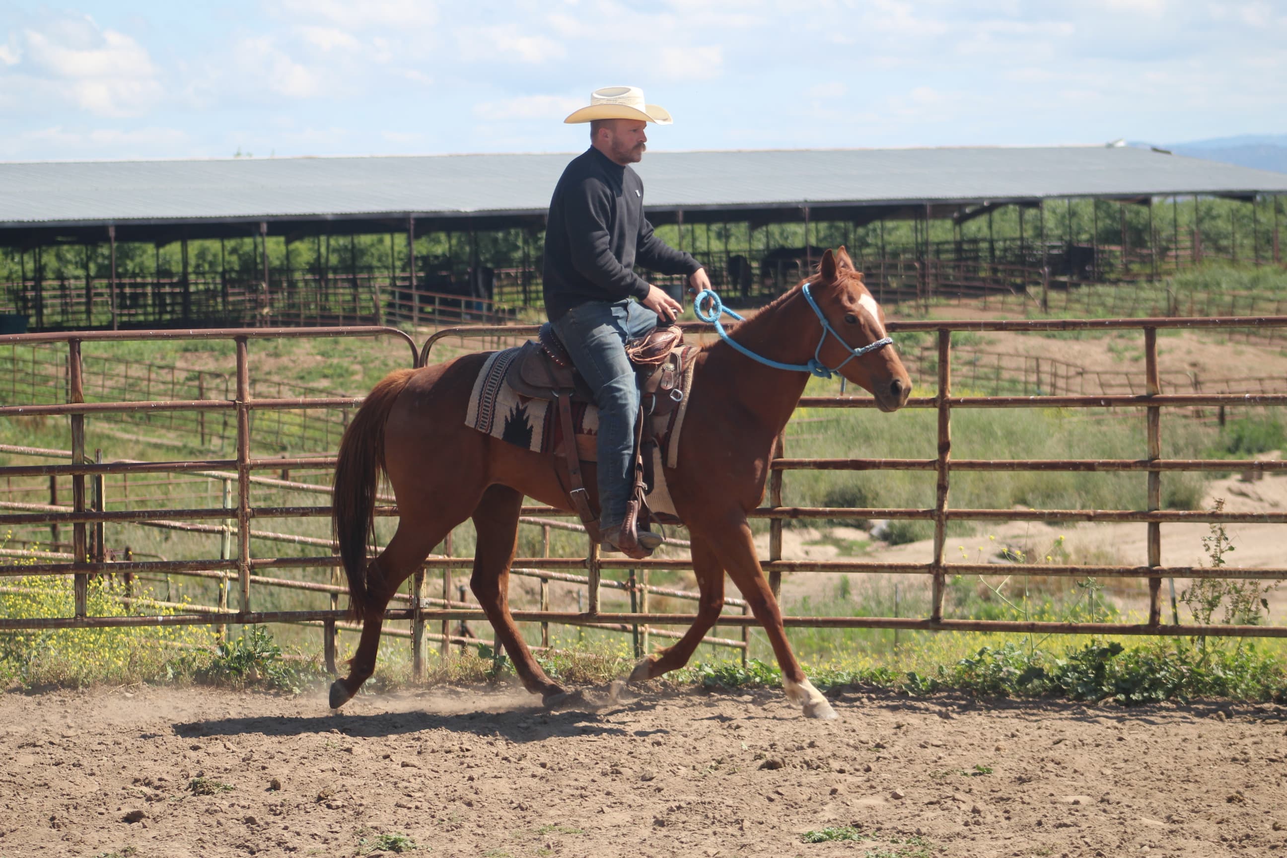 Valor, Buckskin BLM Mustang