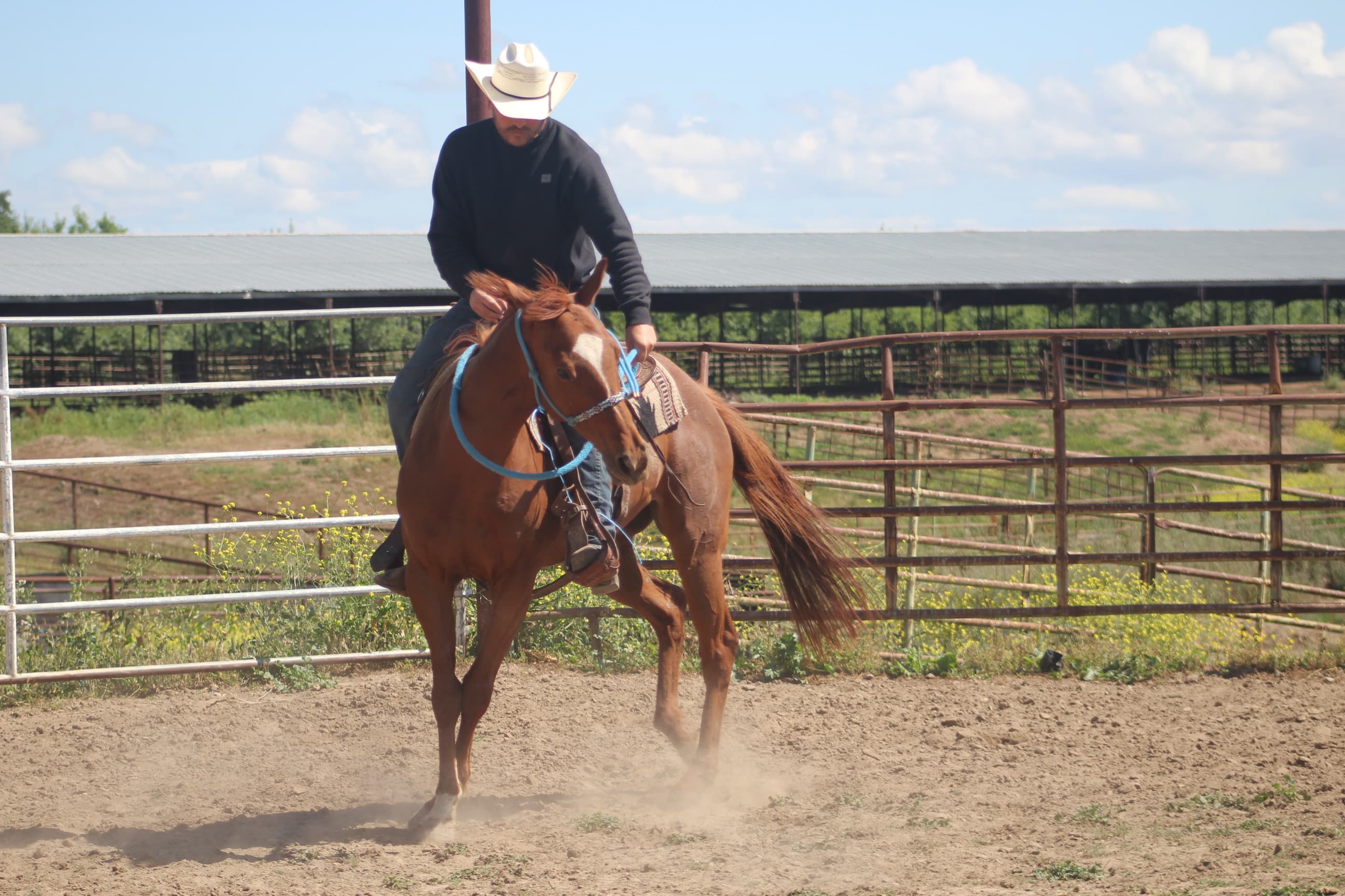 From hard-to-catch to market-ready trail horse