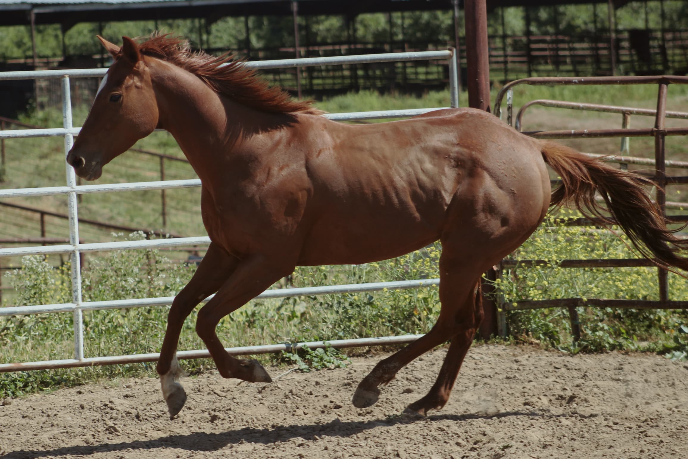 Juniper, Dun BLM Mustang